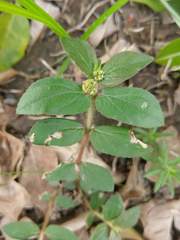 Euphorbia hirta