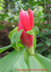 Costus spiralis