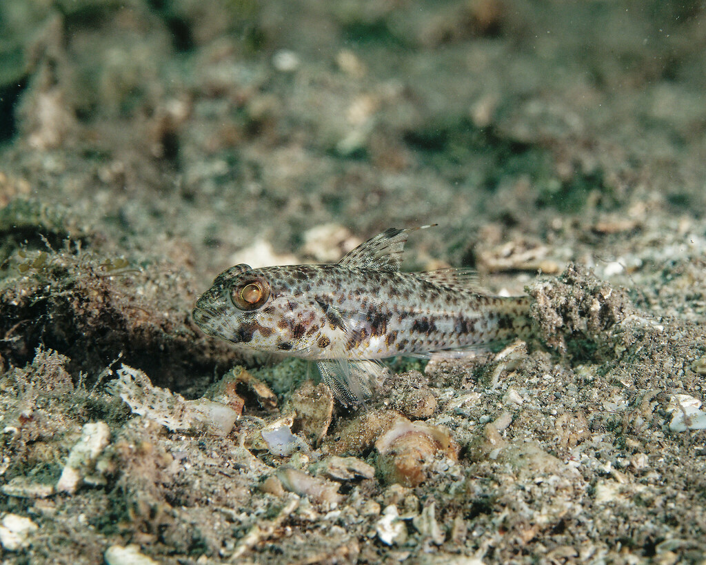 Yano's Goby