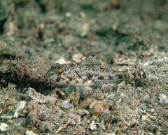 Yano's Goby photo 1