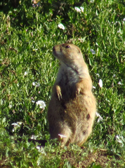 Cynomys ludovicianus