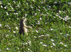 Cynomys ludovicianus