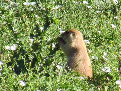 Cynomys ludovicianus