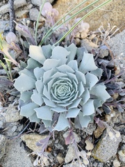 Physaria didymocarpa