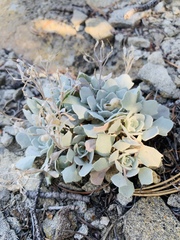 Physaria didymocarpa