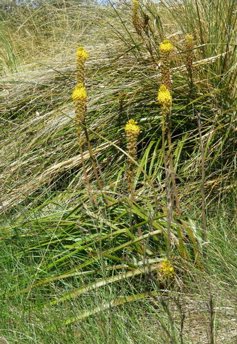 Image of Bulbinella angustifolia by (c) William Harland, some rights reserved (CC BY)