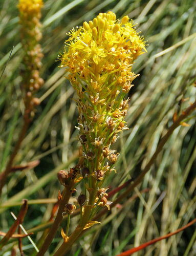 Image of Bulbinella angustifolia by (c) William Harland, some rights reserved (CC BY)