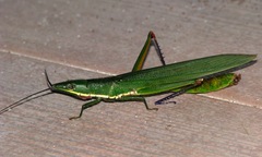 Legua crenulata