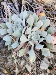 Physaria didymocarpa