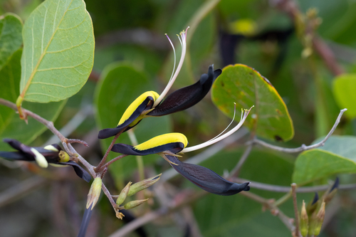 Black Kennedia (Kennedia nigricans)