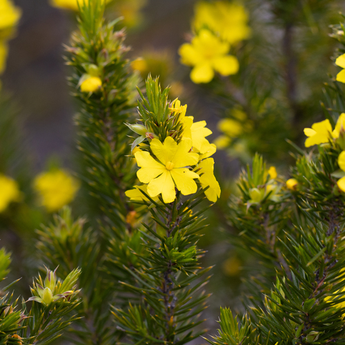 prickly hibbertia (Hibbertia mucronata)