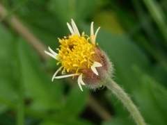 Tridax procumbens