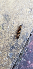 Tyria jacobaeae