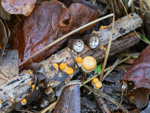 iNaturalist observation photo of common bird's nest fungus