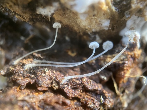 iNaturalist observation photo of Bonnets