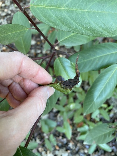 iNaturalist observation photo of Coffeeberry Midrib Gall Moth