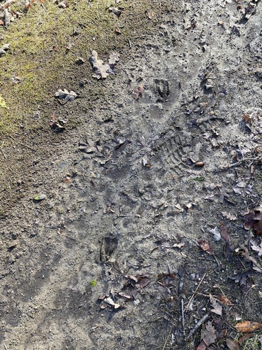 iNaturalist observation photo of Columbian Black-tailed Deer