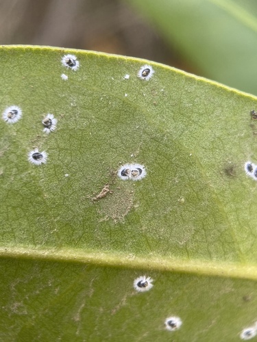 iNaturalist observation photo of Aleyrodinae
