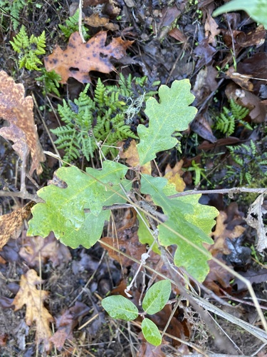 iNaturalist observation photo of valley oak