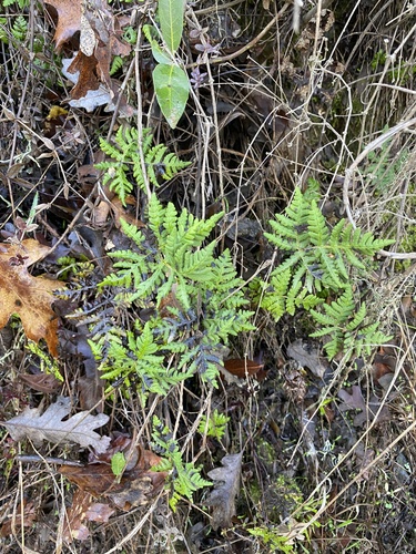 iNaturalist observation photo of goldback fern