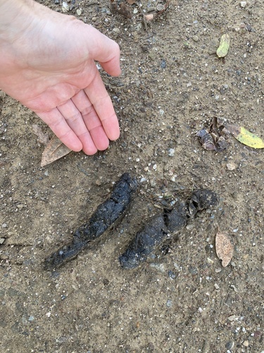 iNaturalist observation photo of Carnivorans