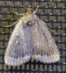 Amphipyra glabella