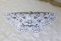 Stenoporpia pulmonaria