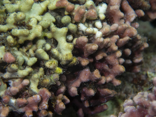 Lithophyllum kotschyanum