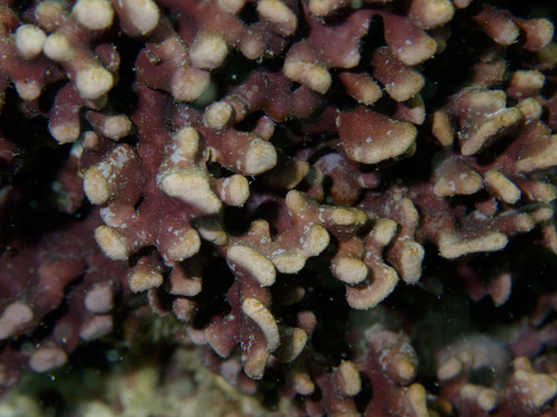 Lithophyllum kotschyanum
