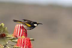 White-Cheeked Honeyeater photo 2