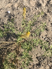 Cleomella palmeri