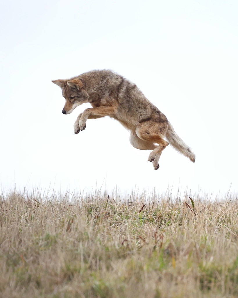 Coyote from Point Reyes National Seashore, Inverness, CA, US on ...