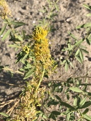 Cleomella palmeri
