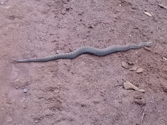Crotalus willardi meridionalis