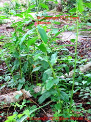 Costus spiralis