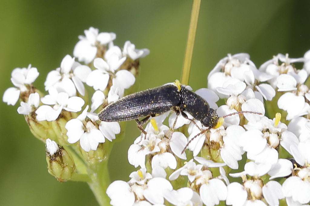 Agriotes gallicus