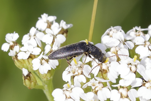 Agriotes gallicus