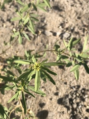 Cleomella palmeri