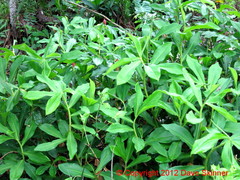 Costus spiralis