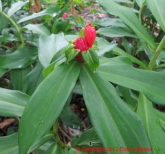 Costus spiralis