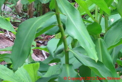 Costus spiralis