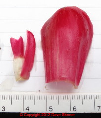 Costus spiralis