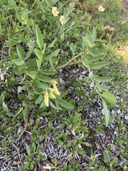 Hedysarum sulphurescens