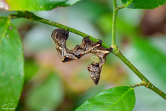 Eupanacra