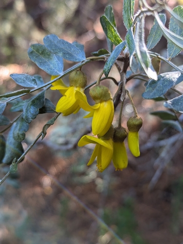 Mamani (Sophora chrysophylla)