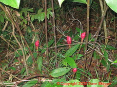 Costus spiralis