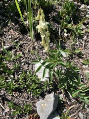Hedysarum sulphurescens