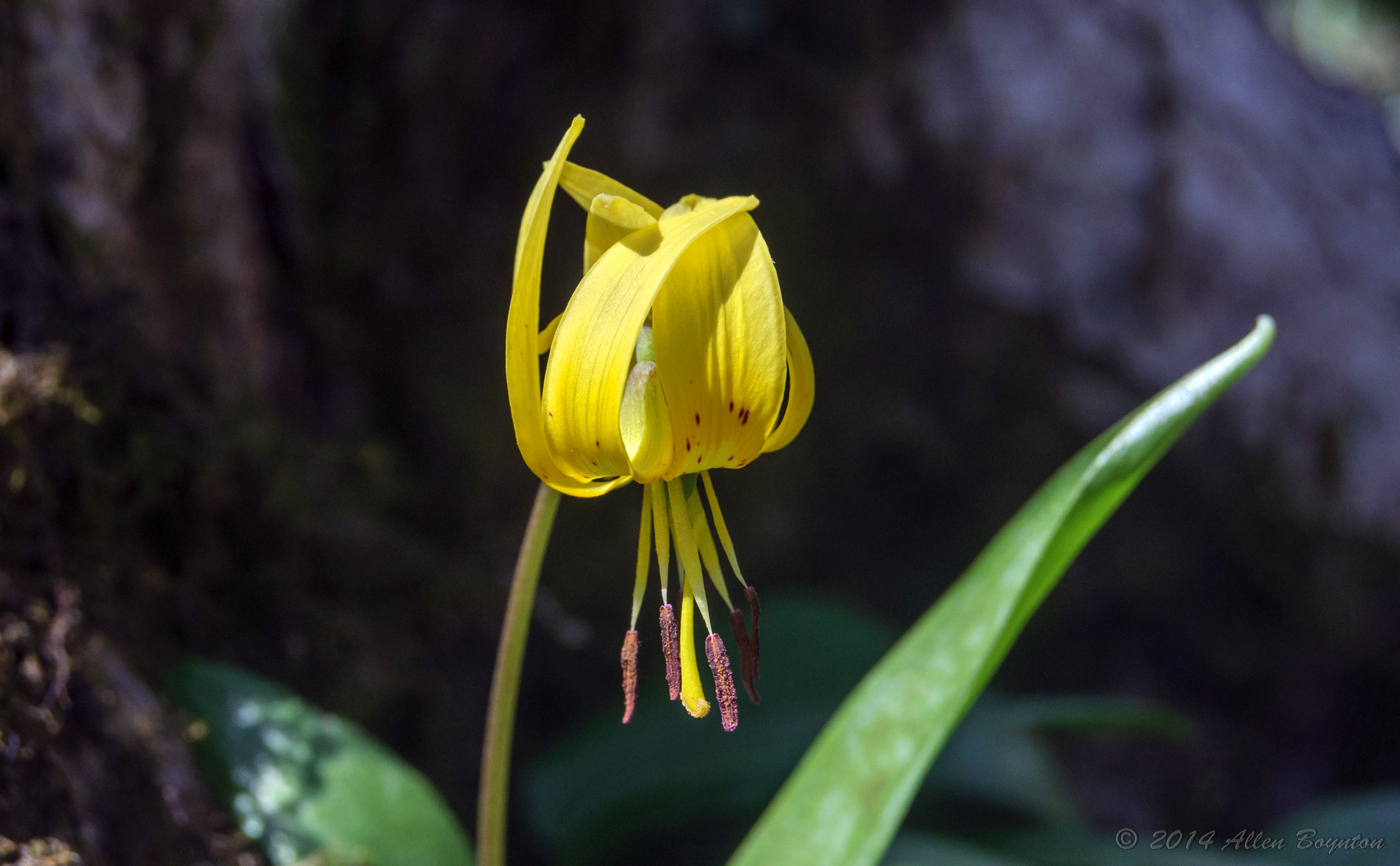Erythronium umbilicatum ssp. monostolum