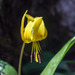 Southern Appalachian Trout Lily - Photo (c) Allen Boynton, some rights reserved (CC BY-NC-ND), uploaded by Allen Boynton
