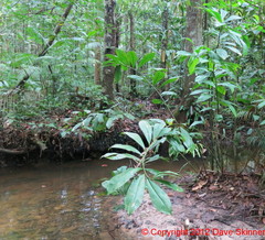 Costus spiralis